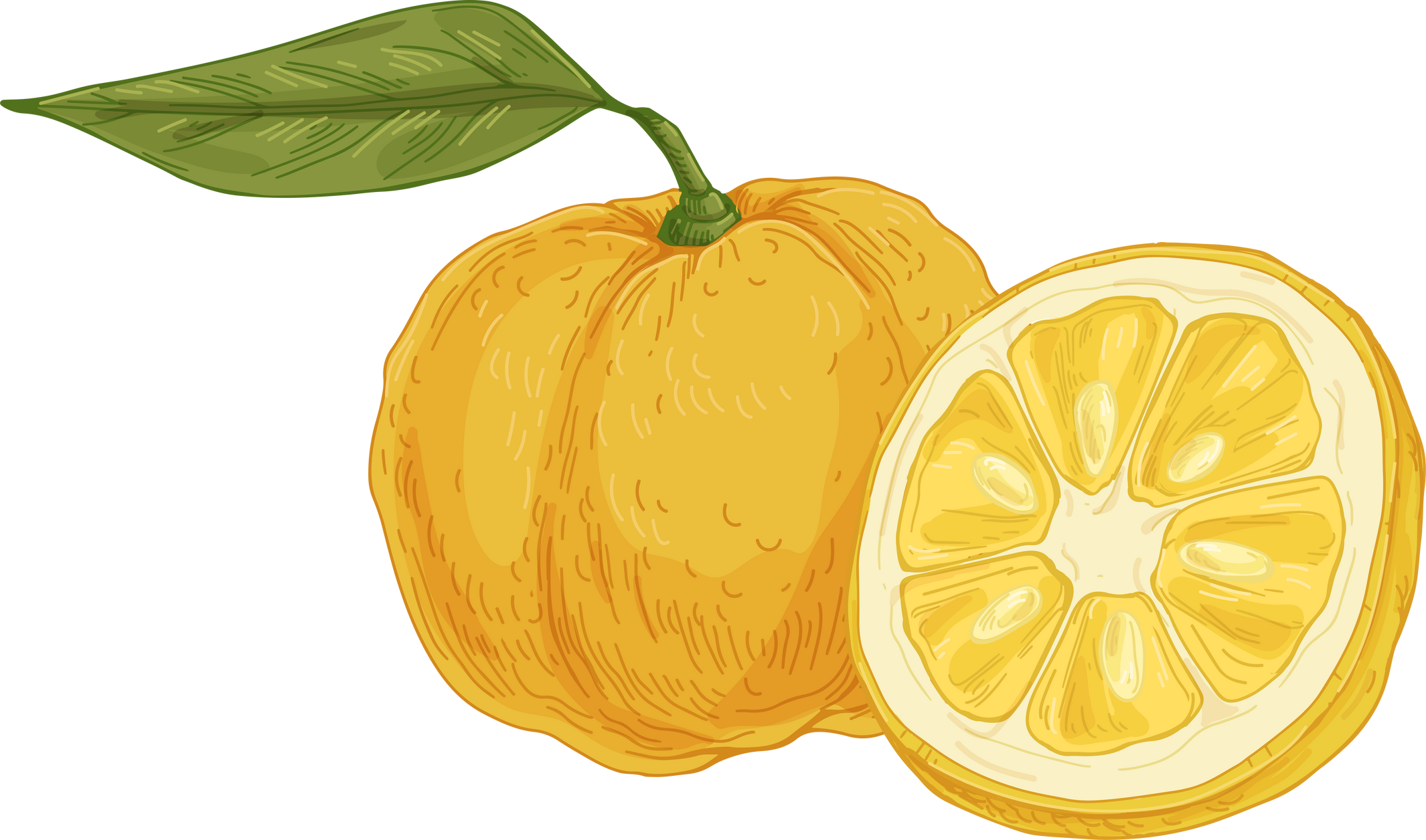 Yuzu Citrus Fruit Illustration 