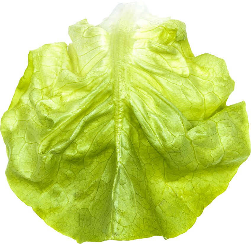 green leaf of boston round lettuce isolated