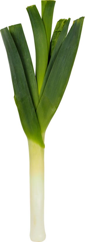 Leek on White