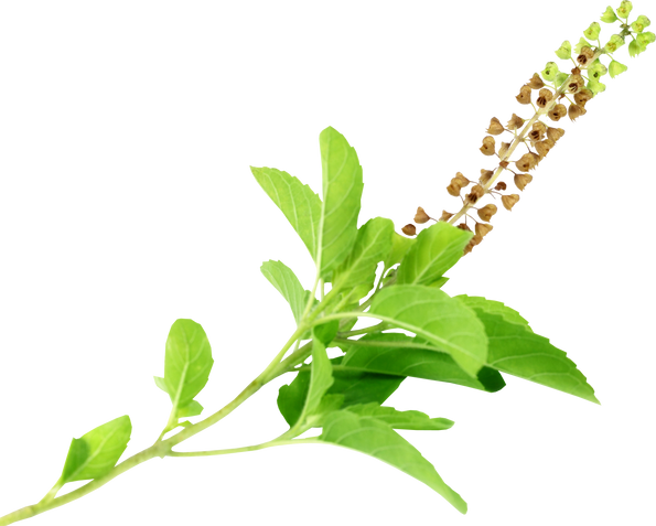 Medicinal Holy Basil or Tulsi Leaves