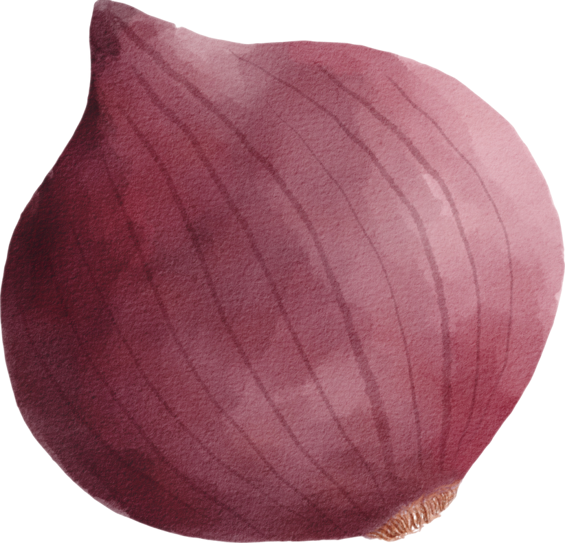 red onion waterclor