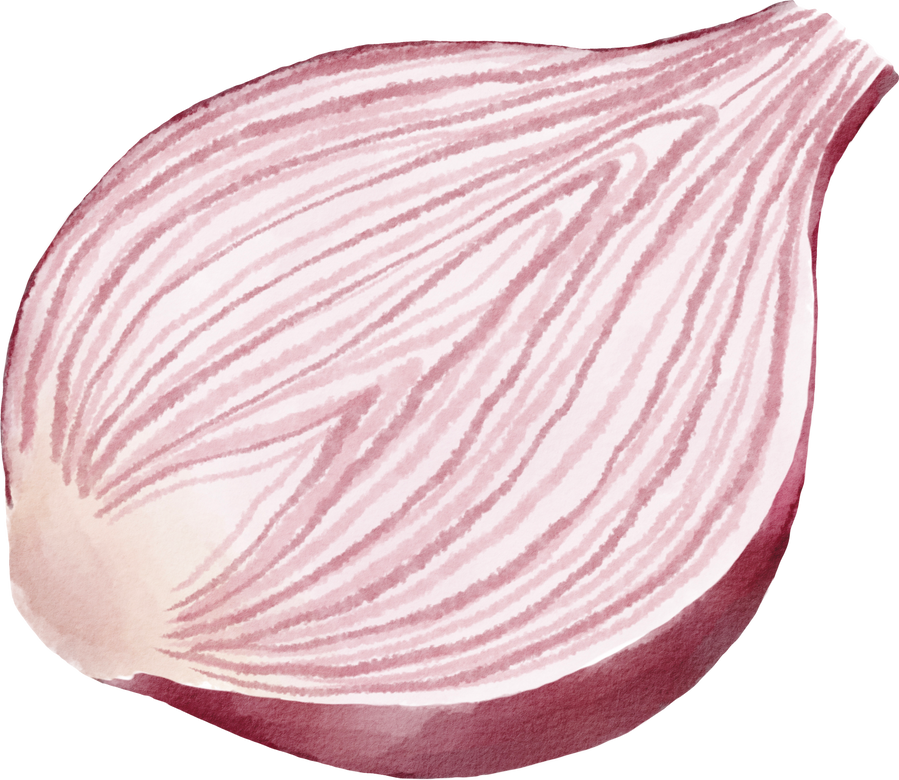 red onion waterclor