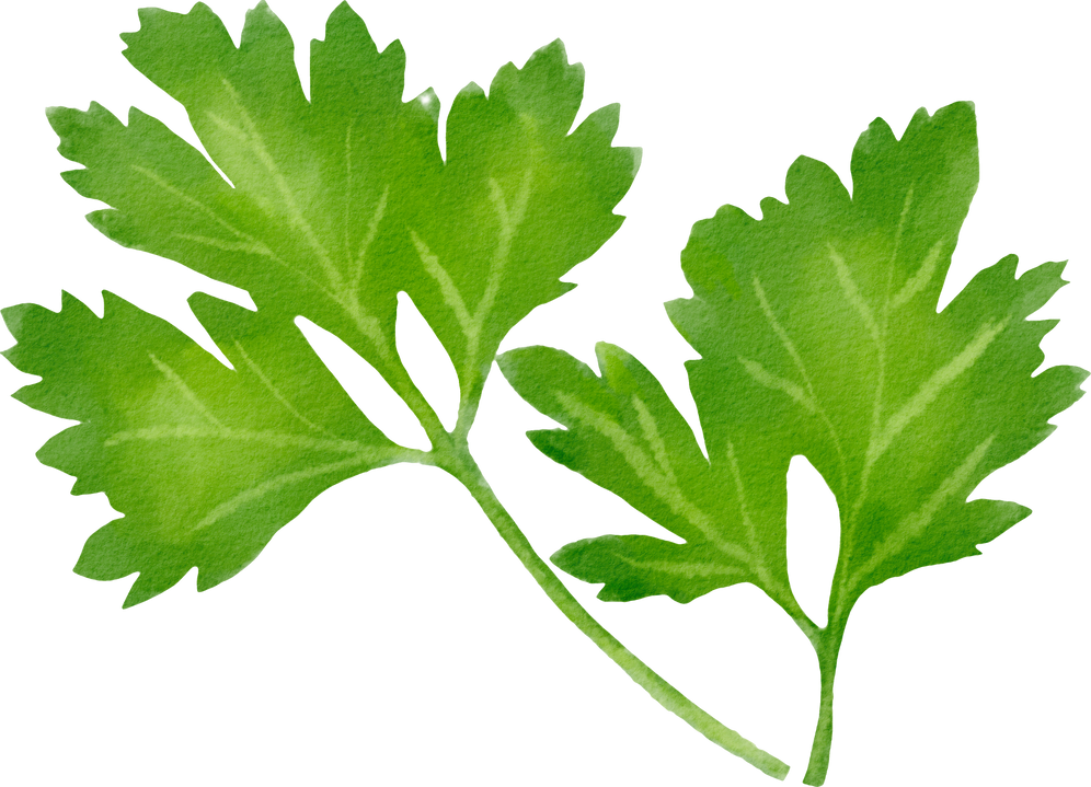 parsley watercolor