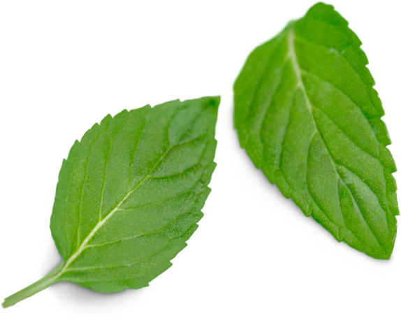 Pair of Basil Leaves